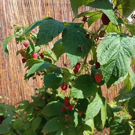 House - Centrum Vakantiehuis Szczyrk