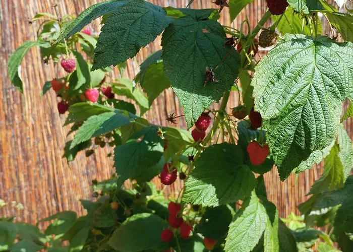House - Centrum Dom wakacyjny Szczyrk